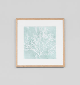 Seaweed On Aqua II