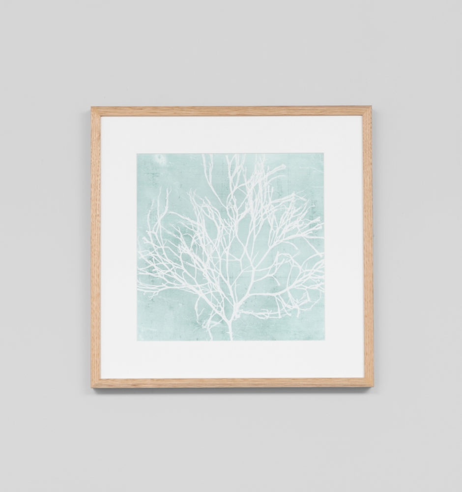 Seaweed On Aqua II